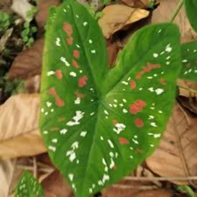 Caladium bicolor