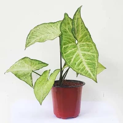 Syngonium podophyllum