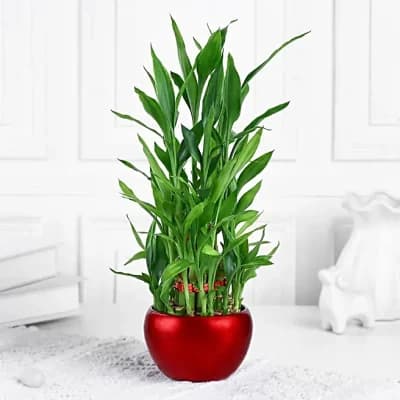 Lucky Bamboo
