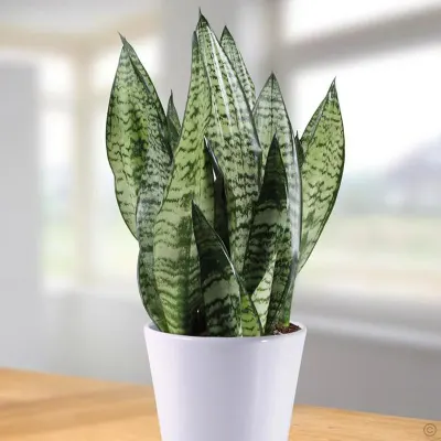 Snake Plant